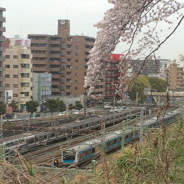 幸ヶ谷公園から例年のごとく桜と電車
