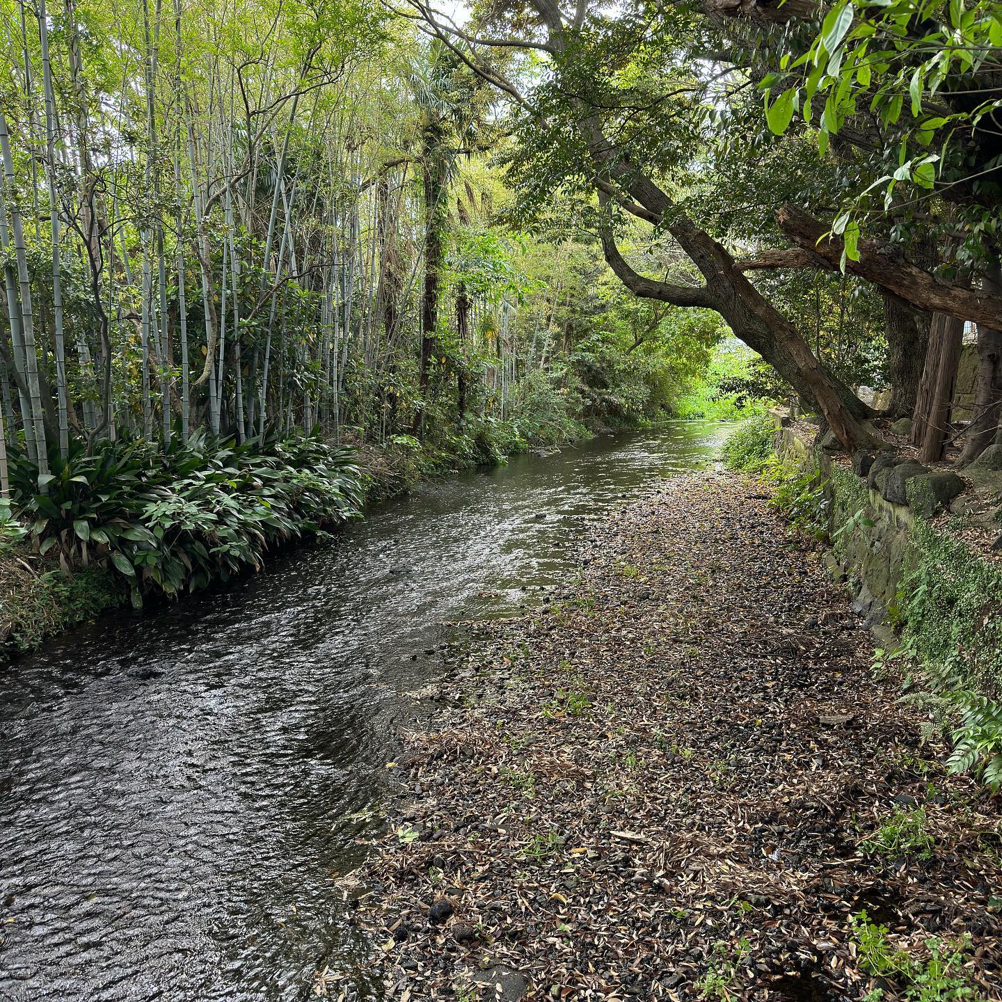 お散歩ちぅ三島は水の都ですなぁ (Instagram)